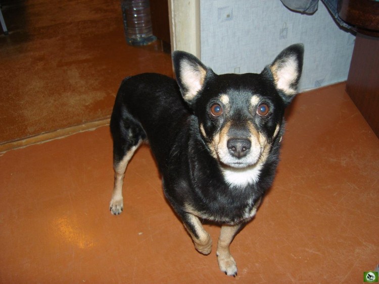 Дворняжка чихуахуа