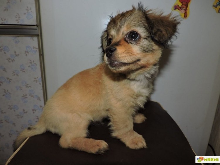 Помесь пекинеса и дворняги