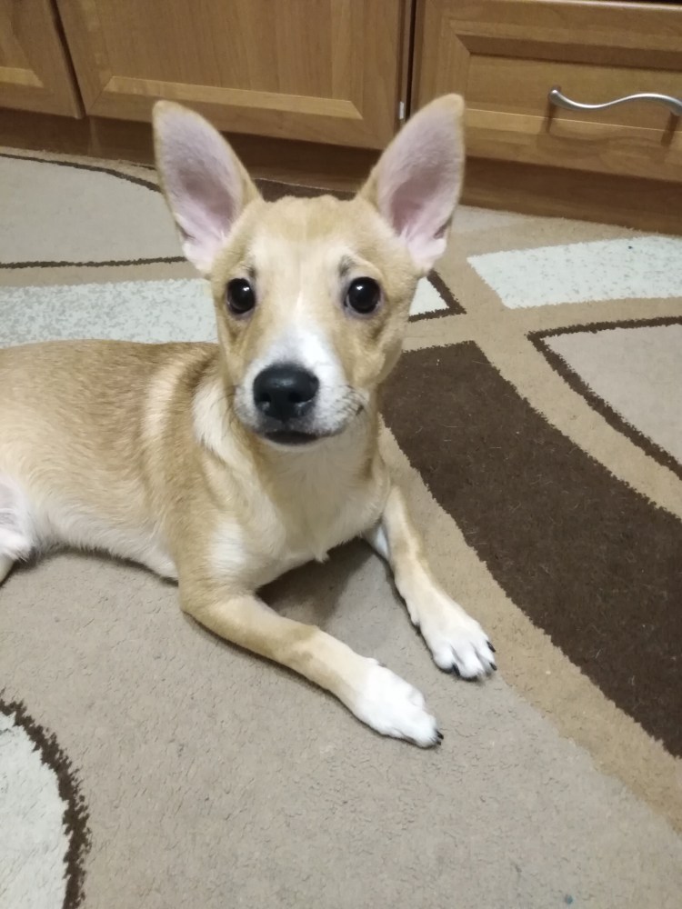 Помесь шпица и дворняги