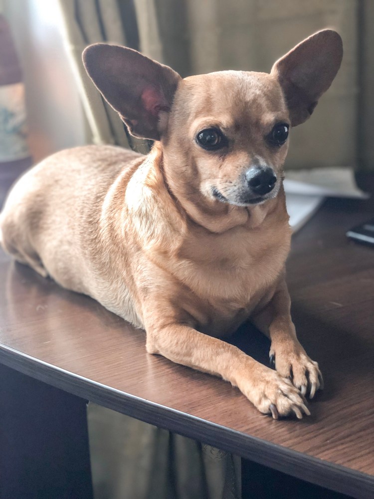 Метис той терьера и дворняжки