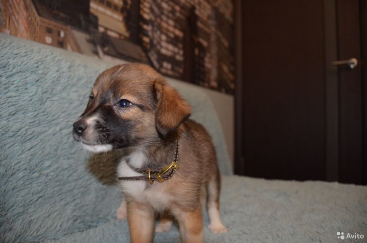 Помесь чихуа и МОПСА