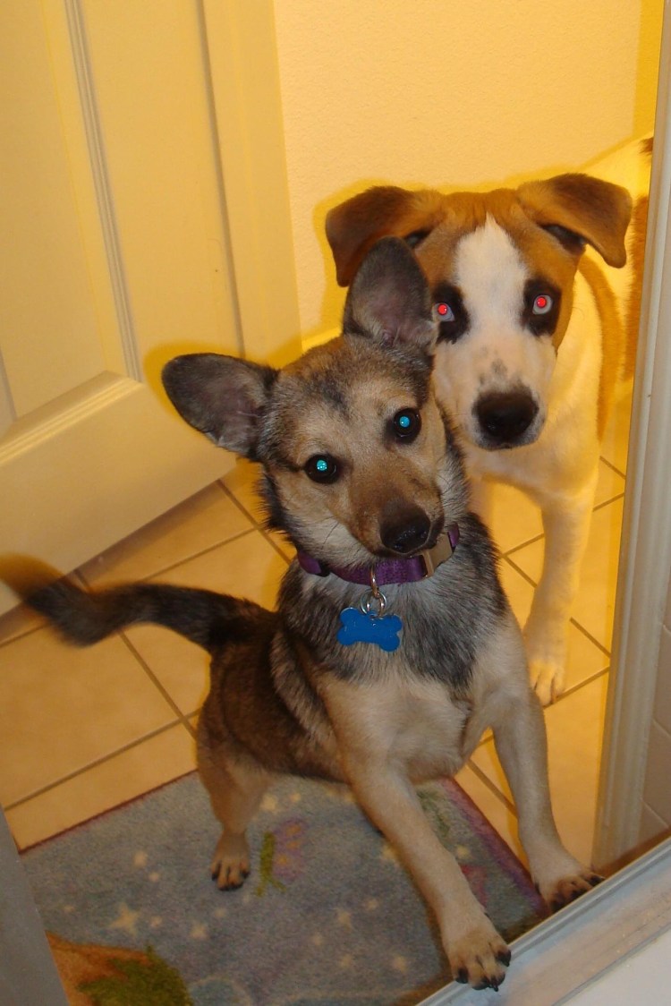 Стрижки собак породы помчи