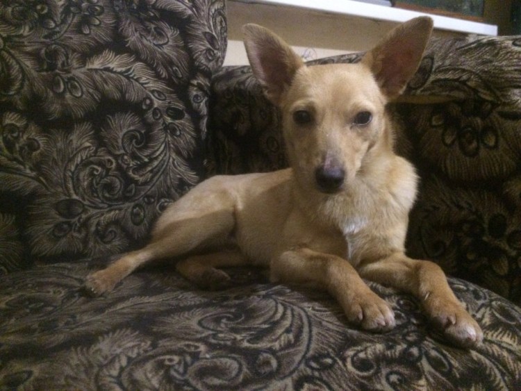 Метис чихуахуа и Папильон