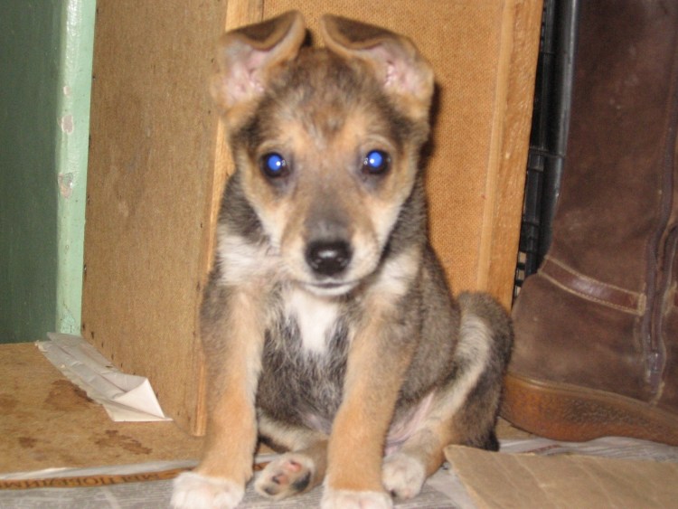 Помесь пекинеса и шпица стрижка