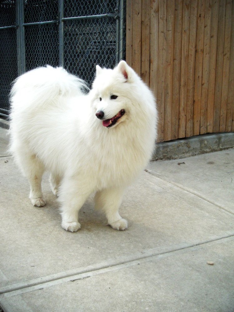 Самоедская лайка Лисий Тип