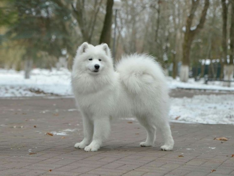 Волчий самоед