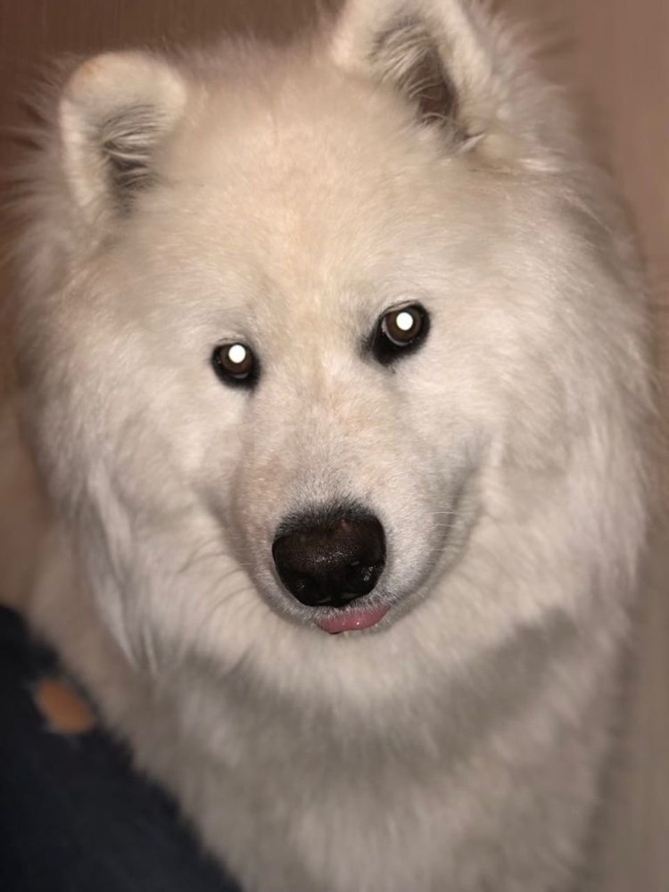 Самоед окрасы