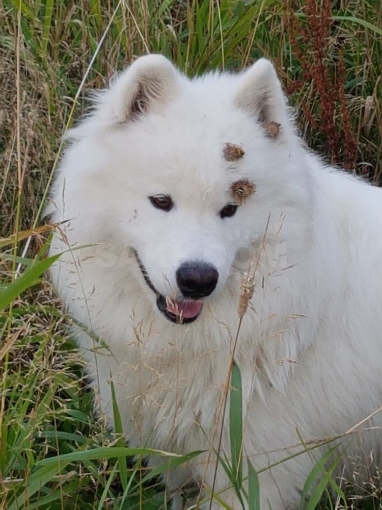Питомник белый волк самоед