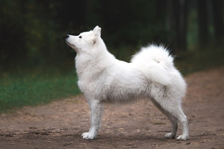 Самоедская лайка Медвежий Тип