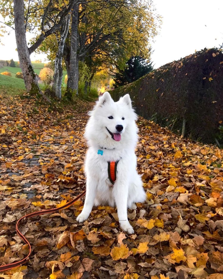 Лисий самоед