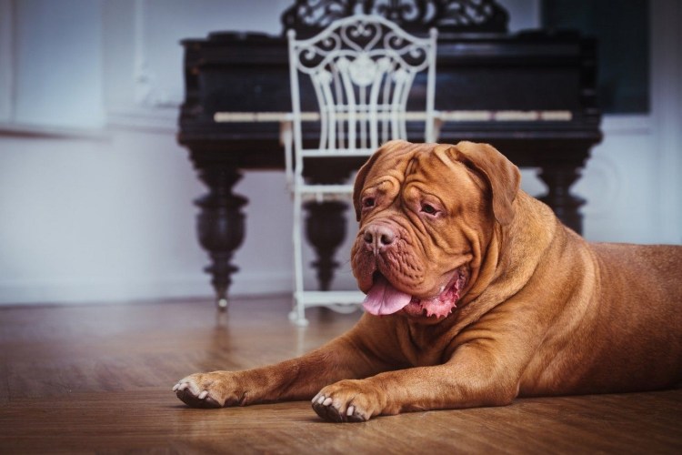 Японский мастиф Тоса ину