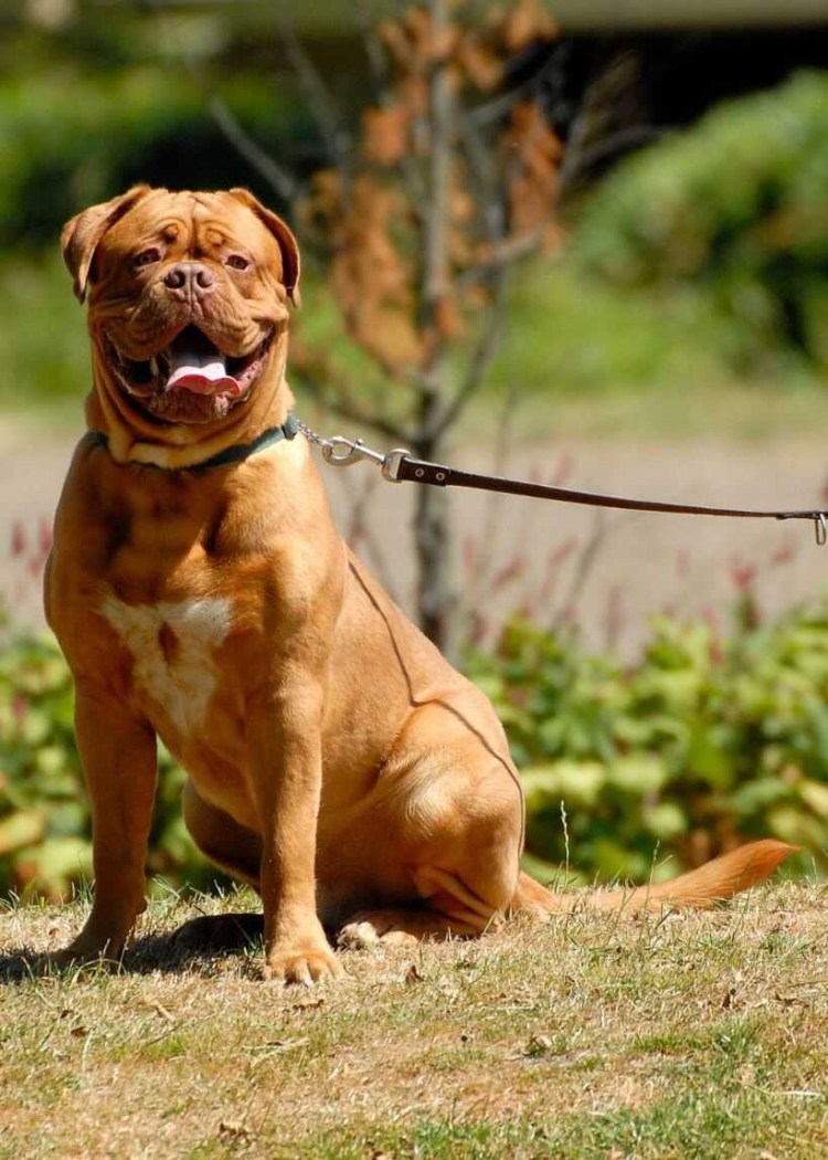 Бордосский дог с человеком