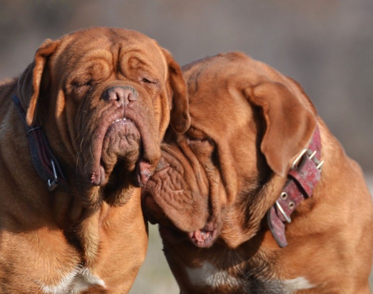 Бордосский мастиф