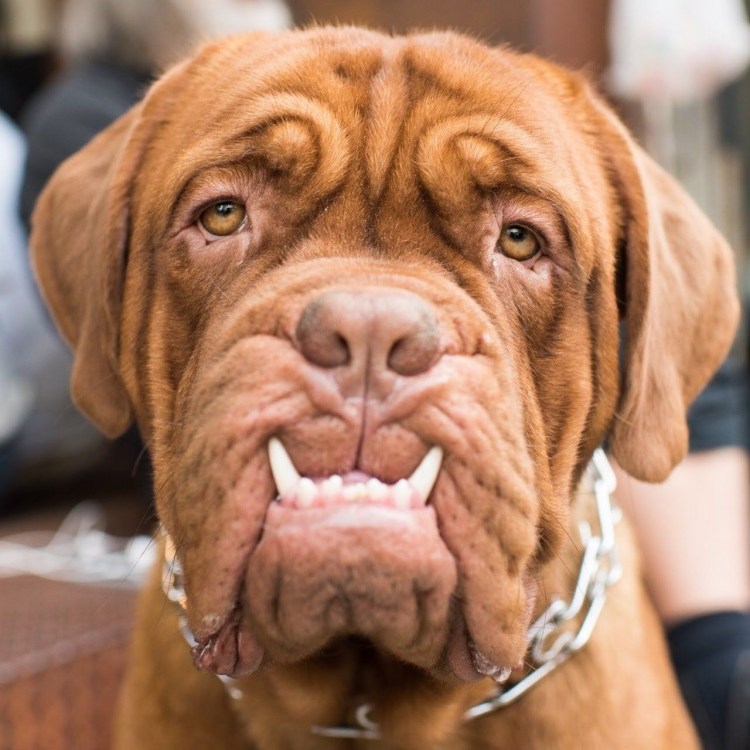 Бордосский мастиф Месси