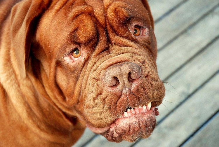 Бордоский дог/французский мастифф