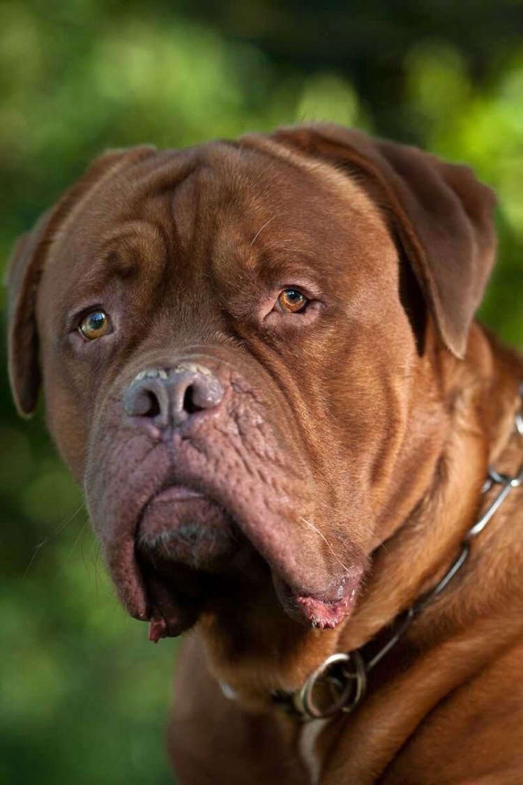 Стив мастиф