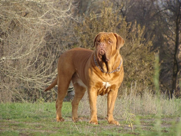 Бордосский дог щенок