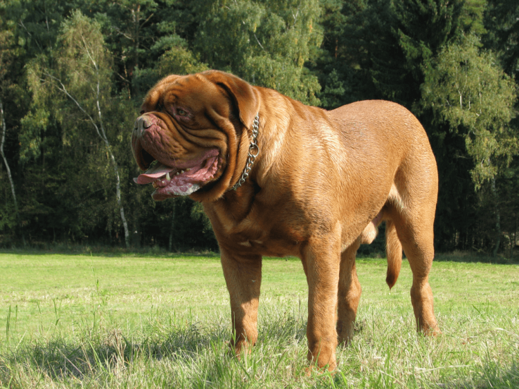 Французский Бульмастиф