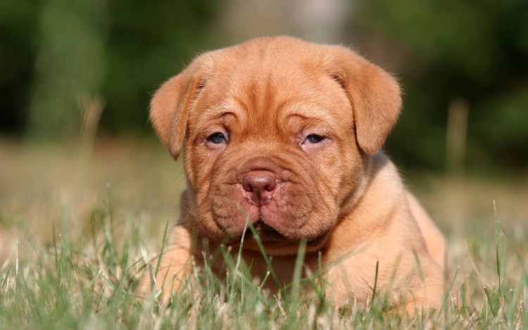 Порода Бордосский дог