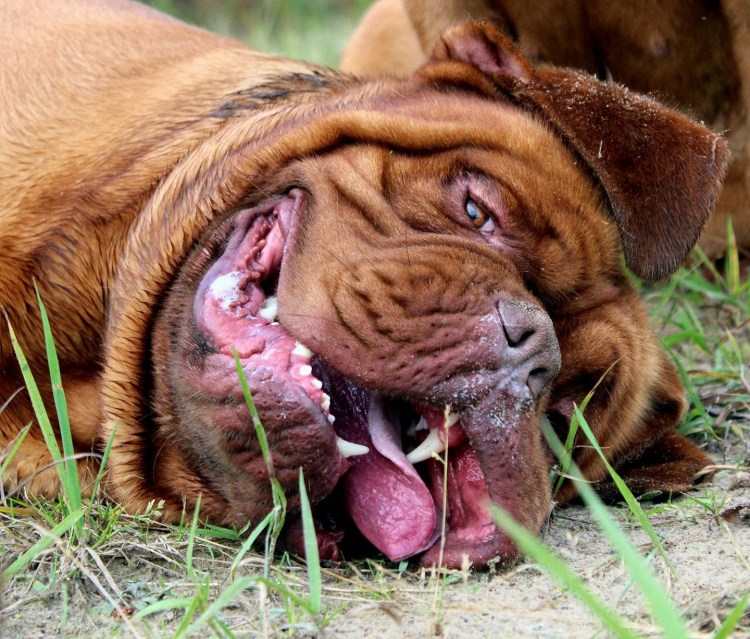 Бордосский мастиф