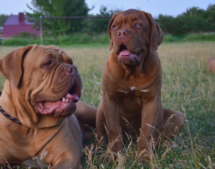 Французский мастиф Бордосский