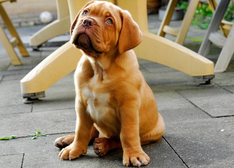 Бордосский дог