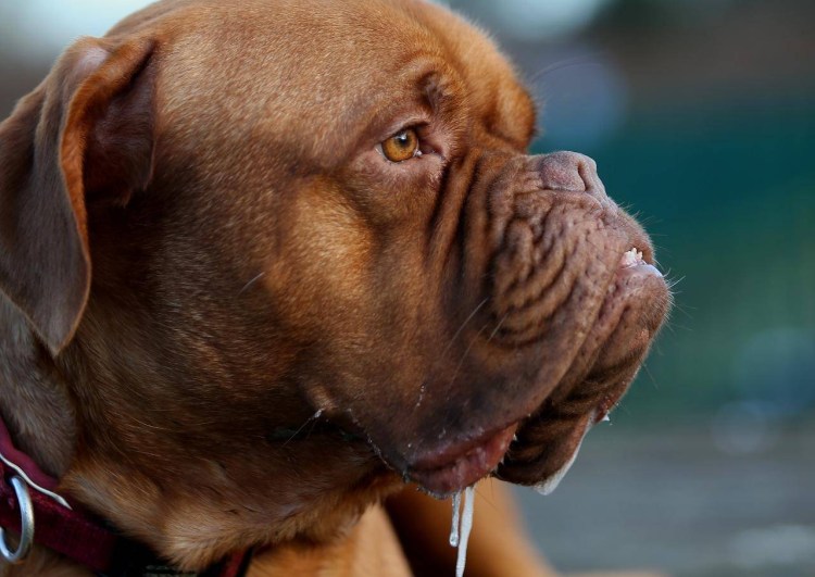 Собака Бордосский дог