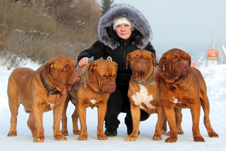 Бордосский дог и бурбуль