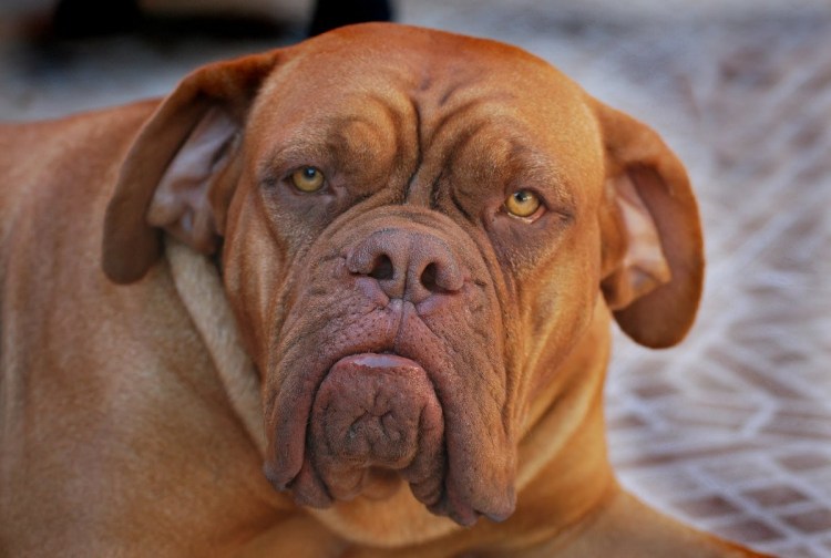 Мастиф Бордосский дог