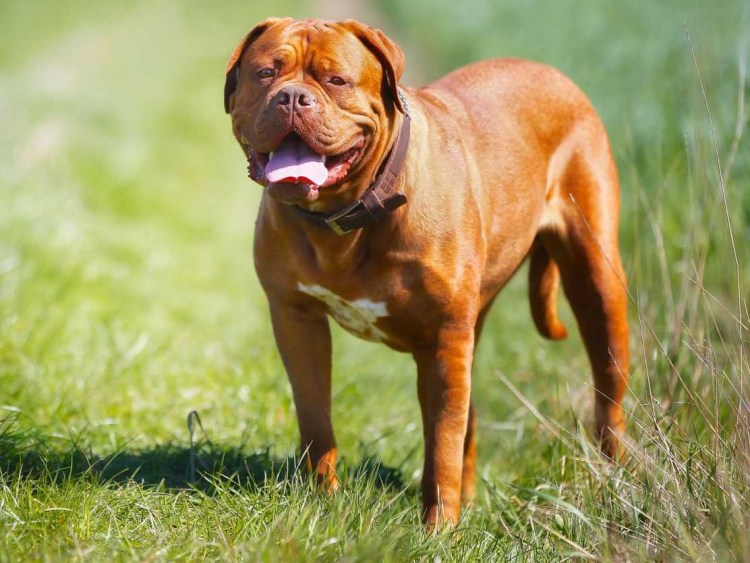 Французский мастиф Бордосский