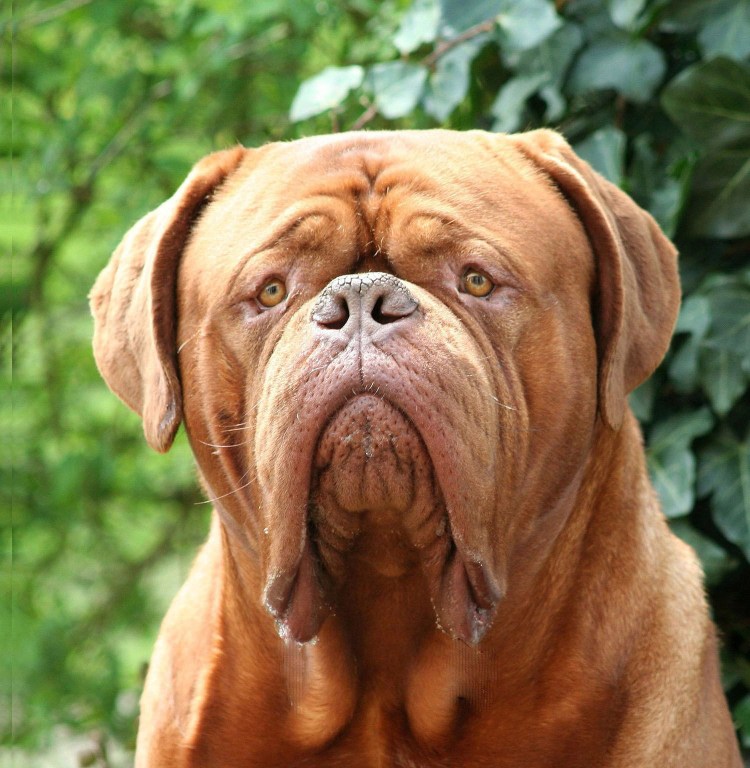 Бордосский мастиф