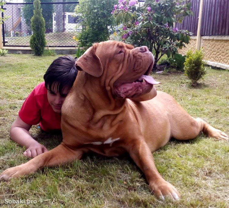 Бордосский Бульмастиф