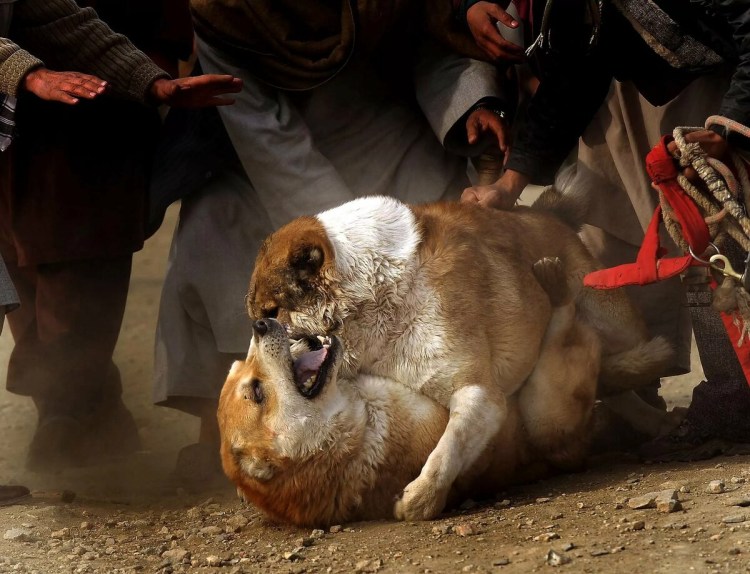 Сагчанг алабай