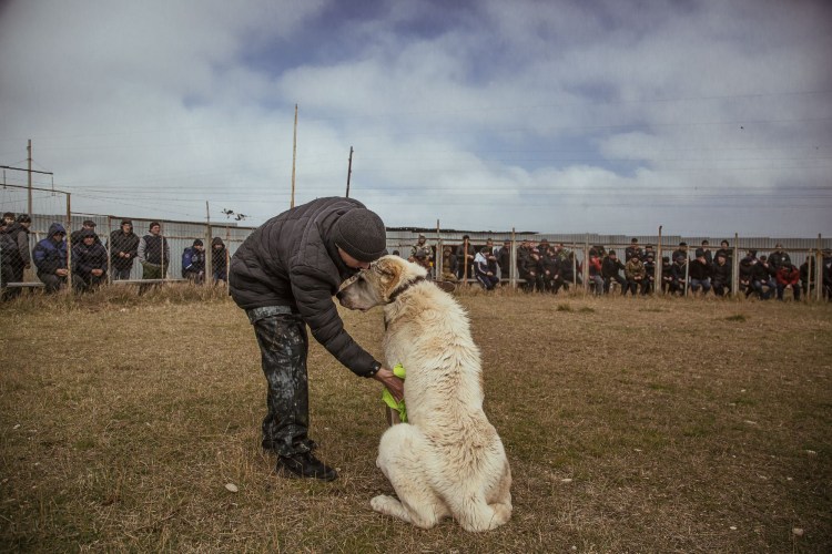 Агрессия собак