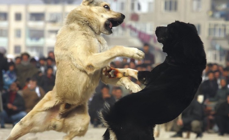 Бойцовские собаки дерутся