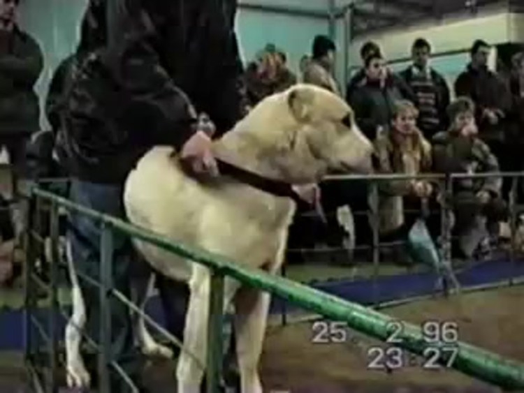 Афганский алабай