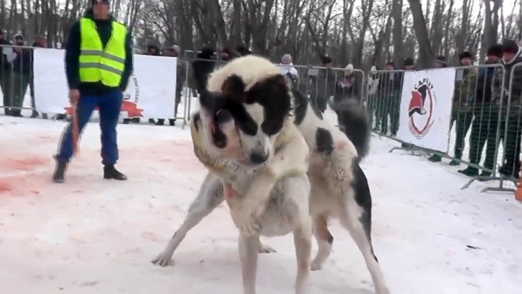 Бои собак Приветное 2010 23октяббря