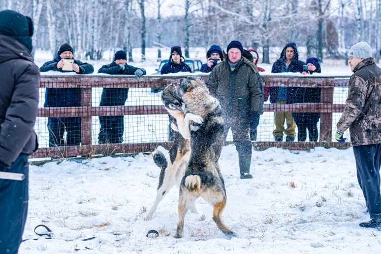 Укус собаки в России 2021 штраф