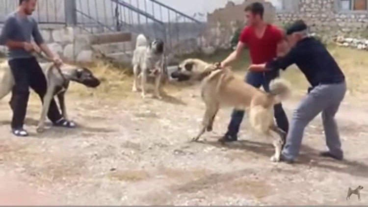 Таксы Карл Райхерт