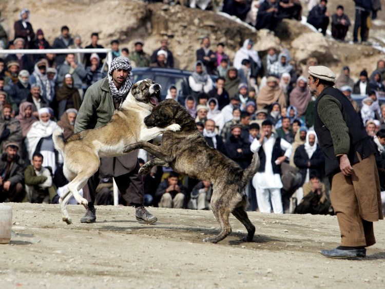 Собачьи бои алабай против кавказской овчарки