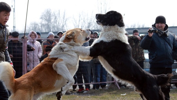 Собачьи бои 2017 с волками