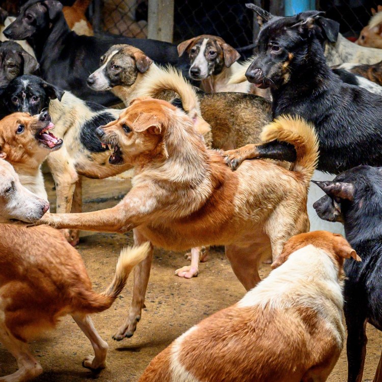 Собачьи бои в Китае 2018 бой горца