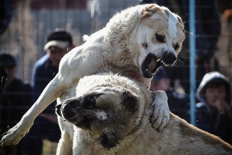 Бои собак с кабанами в Индонезии