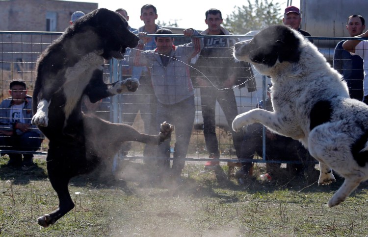 Среднеазиатская овчарка собачьи бои