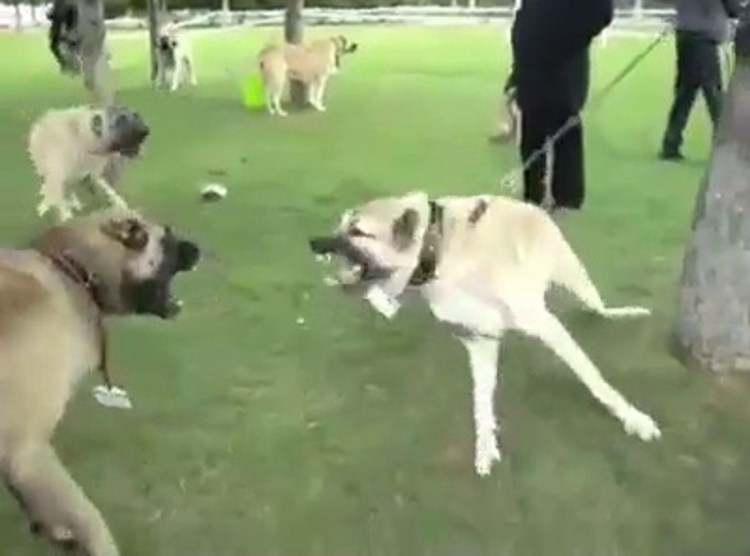 Собачьи бои Чемпионат мира 2020