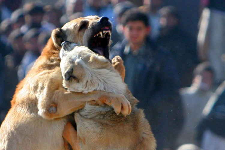 Собачьи бои 2017 с волками