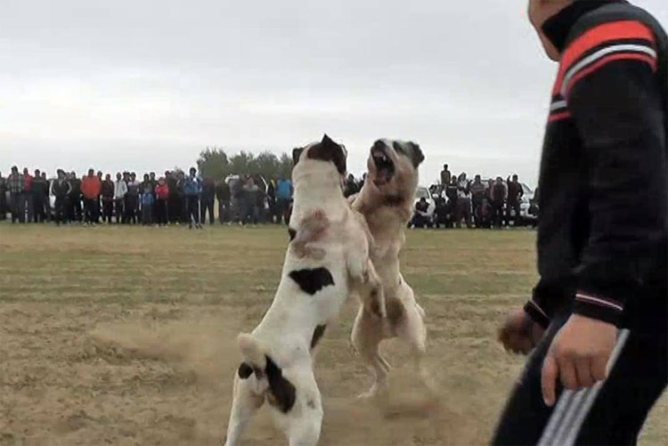 Собачьи бои 2020 алабаев
