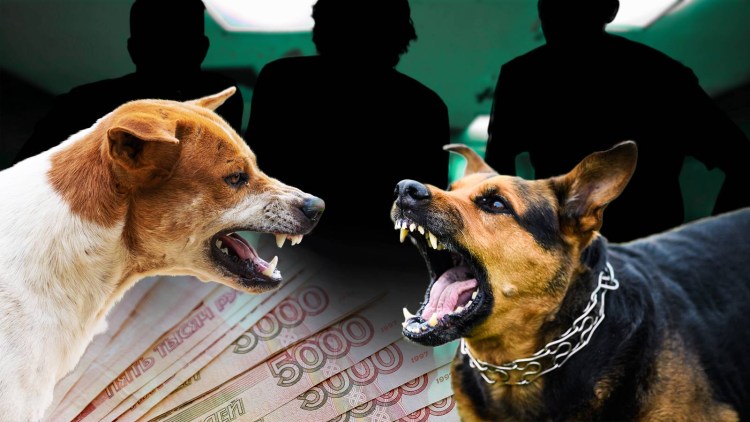 Пакистанские бои собак