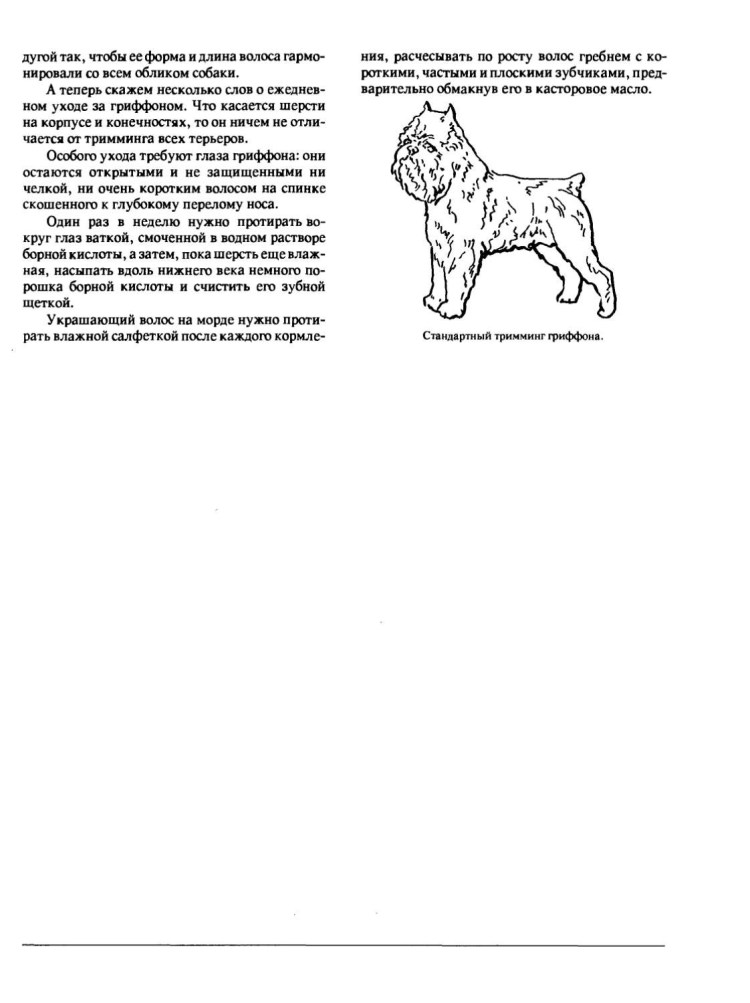 Керн терьер Алекта Прима