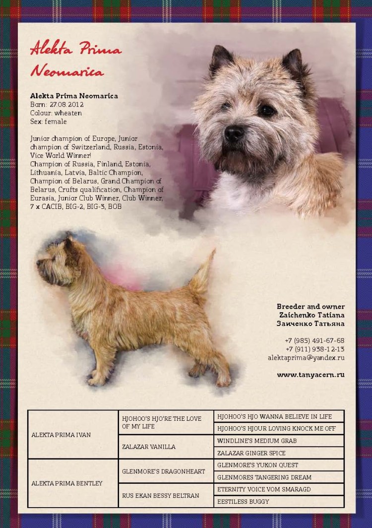 West Highland White Terrier значок